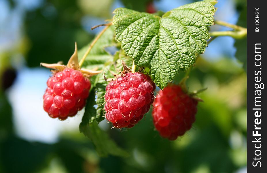 Red-ripe raspberry on a branch.