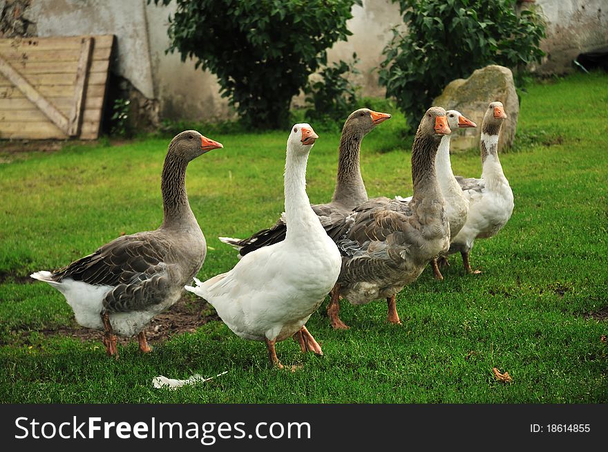 Flock of white and brown geese in green