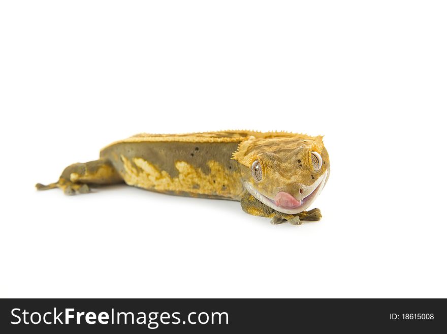 Small adult colorful gecko isolated on white background