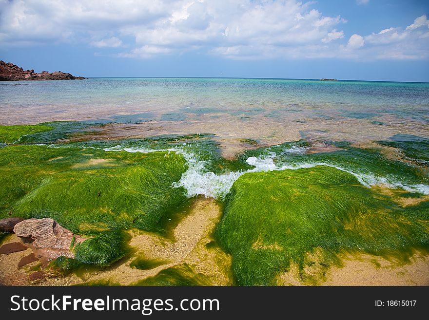 Seaweed And Ocean Horizon