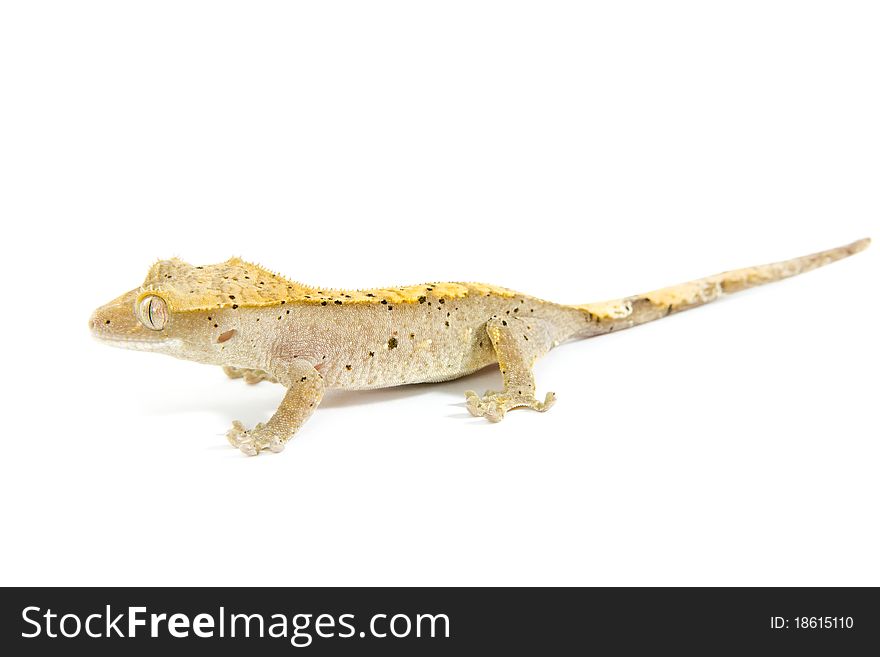 Small adult colorful gecko isolated on white background