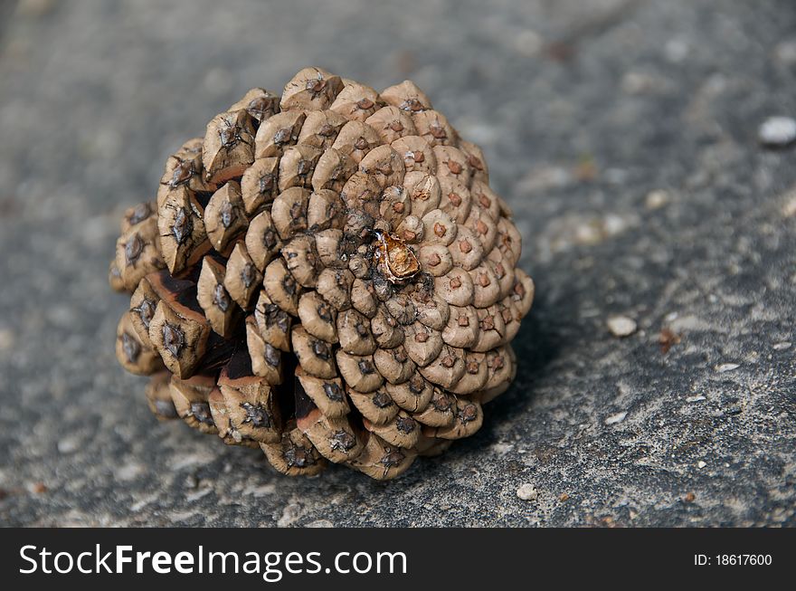 Shot of pine cone laying on pavement on an autumn day. Shot of pine cone laying on pavement on an autumn day.