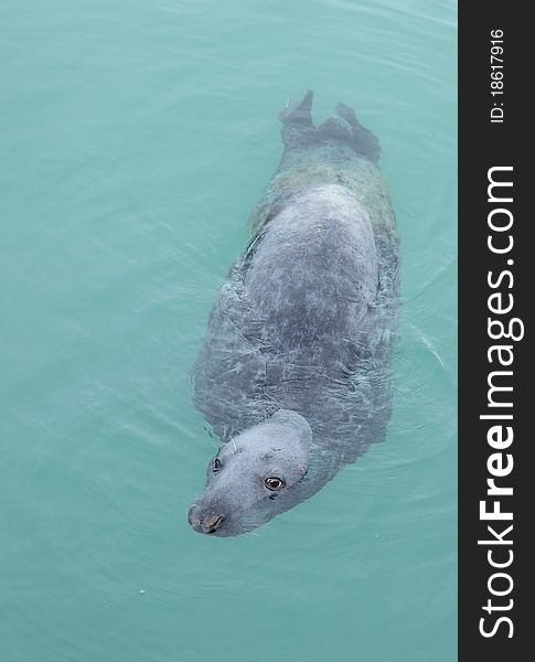 Closeup of a grey seal against green sea water. Closeup of a grey seal against green sea water.