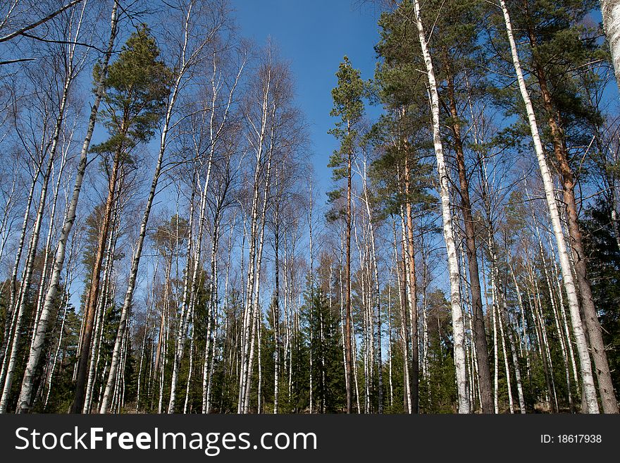 Birch trees in a sunny spring forest