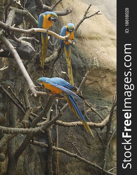 3 very colorful Macaw birds,. 3 very colorful Macaw birds,