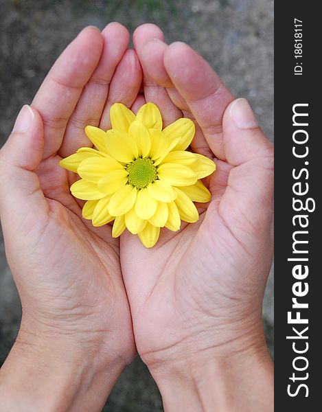 Hands holding a bright yellow daisy. Hands holding a bright yellow daisy