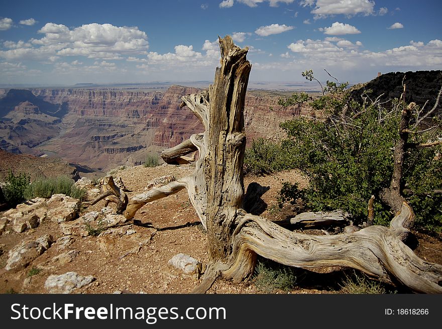 Dried Tree At Grand Canyon Ledge