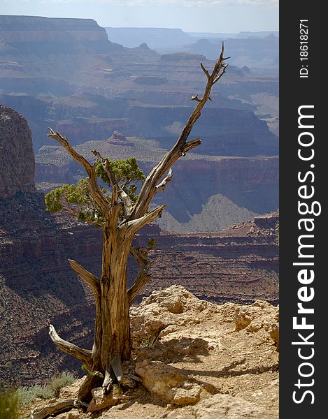 Dried Standing Tree At Grand Canyon Ledge