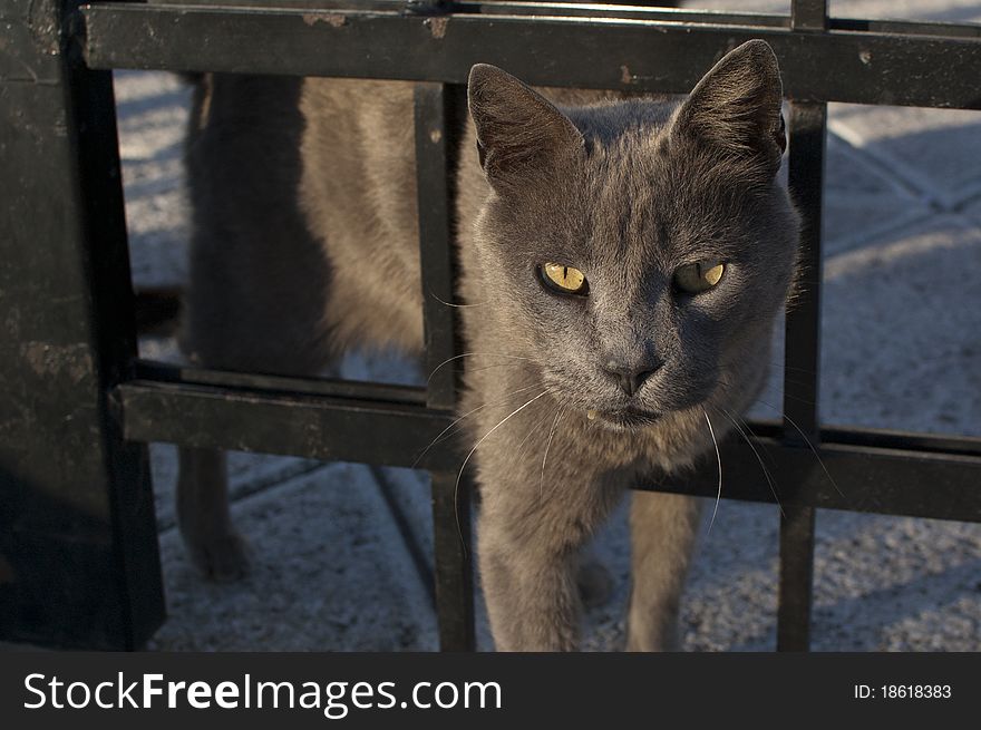Curious grey cat with yellow eyes. Curious grey cat with yellow eyes