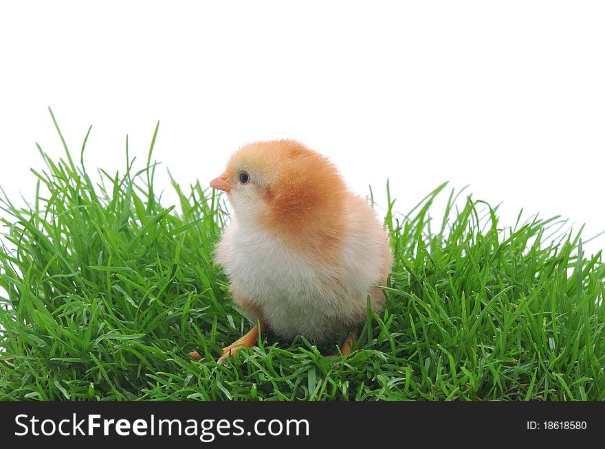 Chicken in grass represented on a white background