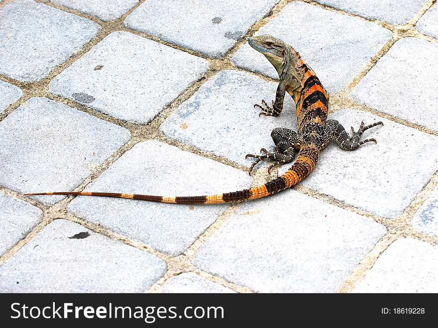 A red and black striped iguana standing on cement pavers. A red and black striped iguana standing on cement pavers.