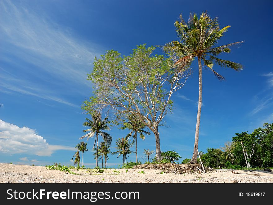 Clear sky nice form of coconut palm tree. Clear sky nice form of coconut palm tree