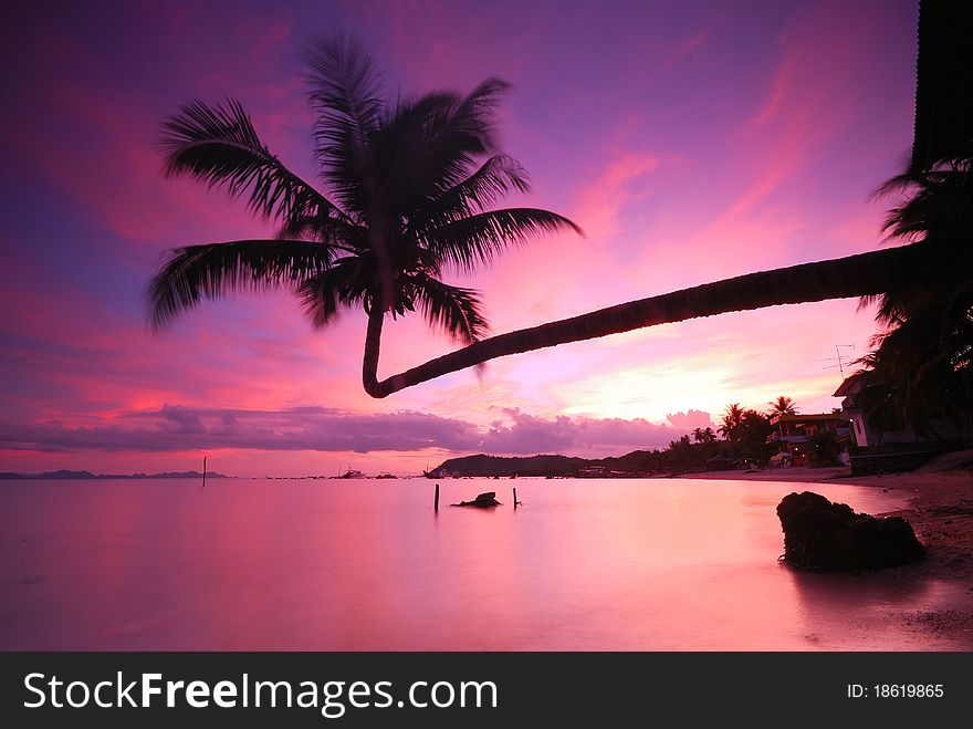 Coconut palm tree twilight at ko samui thailand. Coconut palm tree twilight at ko samui thailand