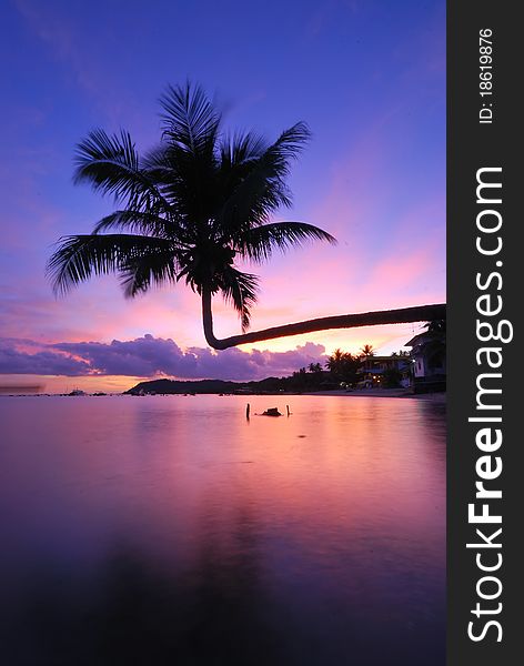 Coconut Tree Twilight