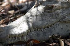 Head Of Alligator Stock Photos Head Of Alligator Stock Photos