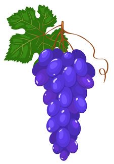 Cluster Of Dark Blue Grapes. Stock Photos Cluster Of Dark Blue Grapes. Stock Photos