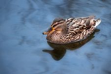 Wild Duck Swimming In Blue Water Royalty Free Stock Photography Wild Duck Swimming In Blue Water Royalty Free Stock Photography