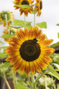 Sunflower With Bee Stock Photography Sunflower With Bee Stock Photography