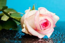 Pink Rose On Blue Stock Photos Pink Rose On Blue Stock Photos