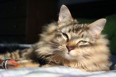 Maine Coon Cat Royalty Free Stock Photo Maine Coon Cat Royalty Free Stock Photo