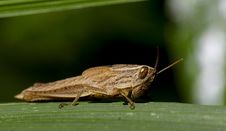 Baby Grasshopper Royalty Free Stock Image