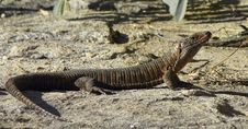 Giant Plated Lizard Stock Images Giant Plated Lizard Stock Images