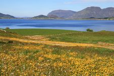 Landscape With Flowers Near Water Royalty Free Stock Photos Landscape With Flowers Near Water Royalty Free Stock Photos