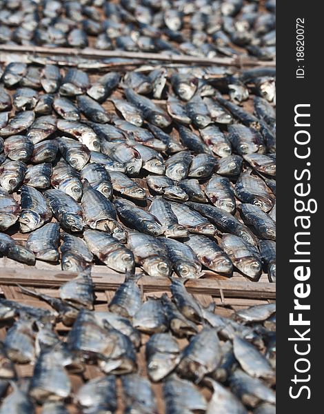 Fish drying under the hot sun. Fish drying under the hot sun