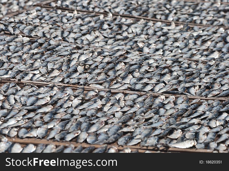 Fish drying under the hot sun. Fish drying under the hot sun