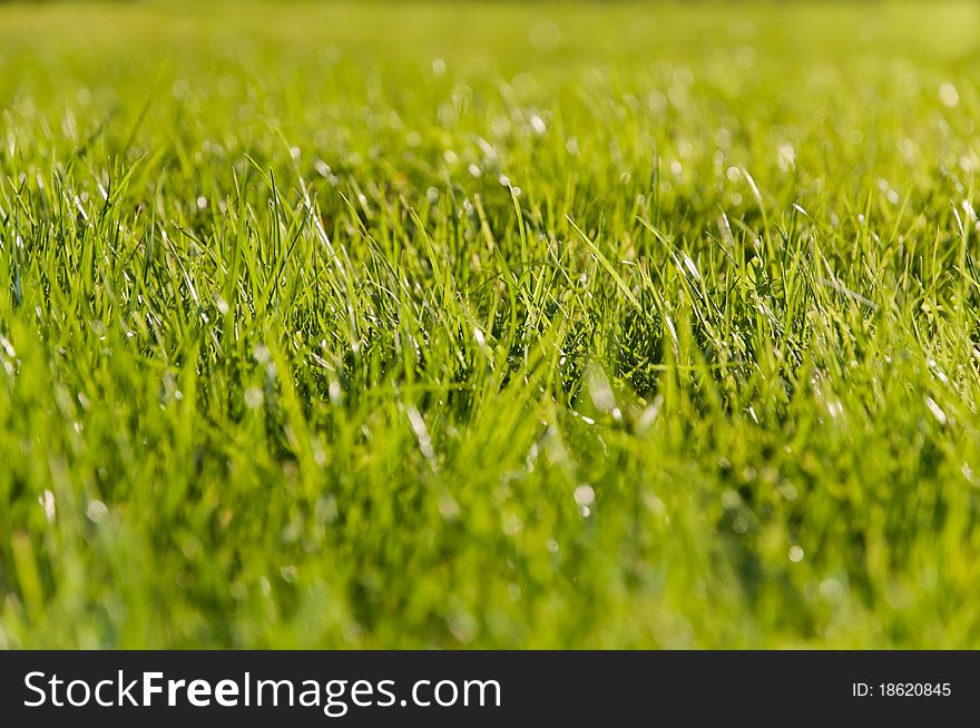 Patch of green grass in the sunset light with high depth of field macro lenses. Background and ecology concept.