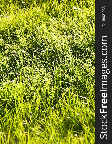 Patch of green grass in the sunset light. Background and ecology concept.