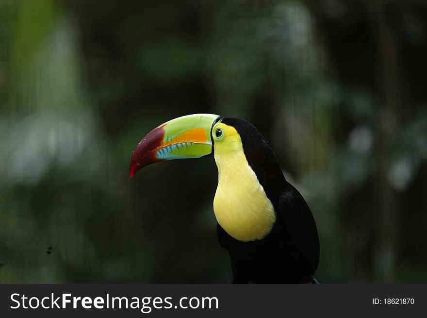 Kee billed Toucan Ramphastos sulfuratus colorful Tucan bird in zoo. Kee billed Toucan Ramphastos sulfuratus colorful Tucan bird in zoo