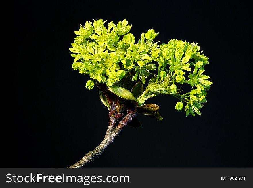 Blooming twig of maple on the black background. Blooming twig of maple on the black background