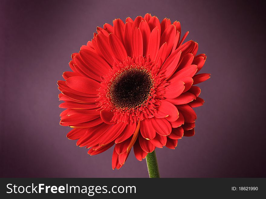Developed red gerbera on the heather background