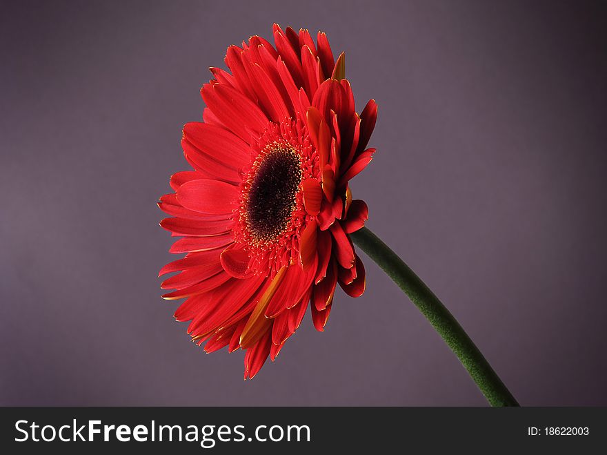 Developed red gerbera on the heather background