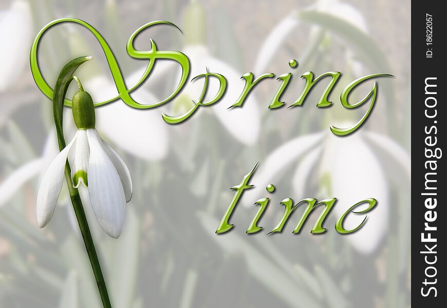 Snowdrop design with Spring time text, Galanthus nivalis