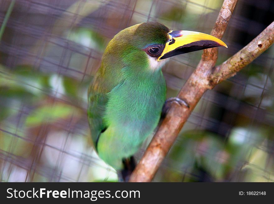 Green tropical bird with yellow/balck beak from Belize zoo. Green tropical bird with yellow/balck beak from Belize zoo