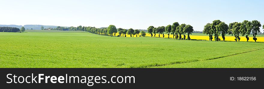 Green and yellow tree landscape. Green and yellow tree landscape