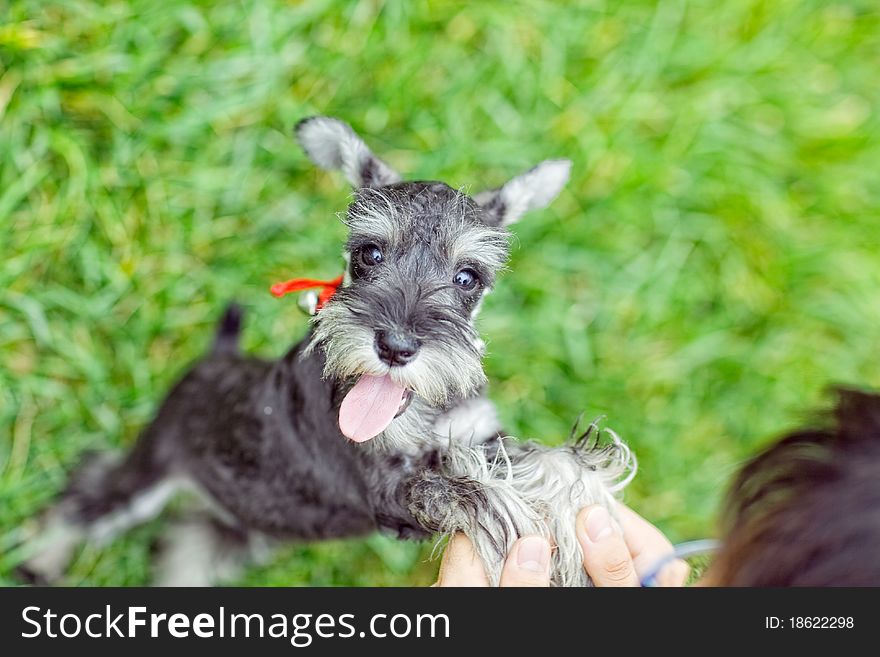 Eight months schnauzer puppy in the garden playing with his master
