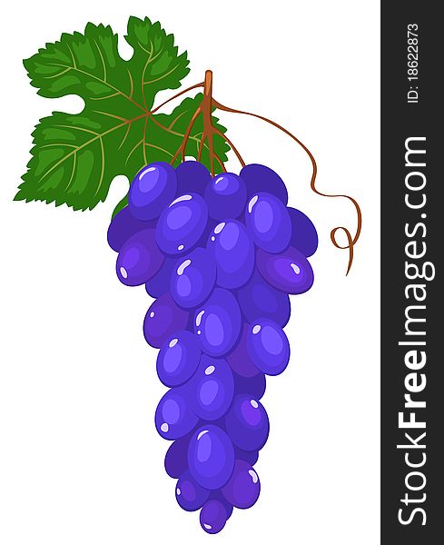 Cluster of dark blue grapes.