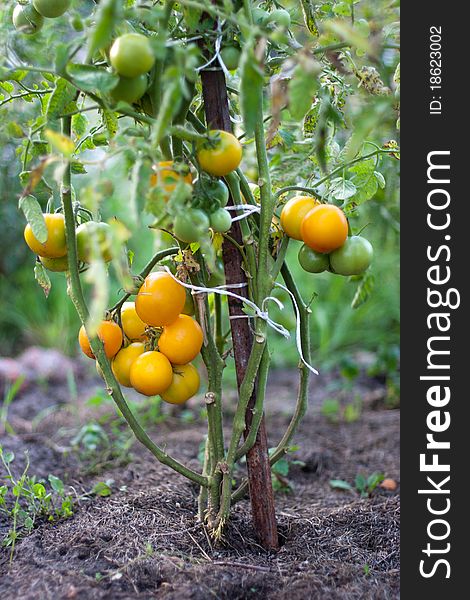 Fresh yellow bio tomatos organically grown. Fresh yellow bio tomatos organically grown