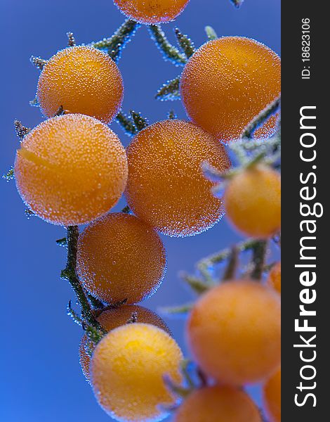 Yellow cherry tomatos in bubbles on blue background. Yellow cherry tomatos in bubbles on blue background