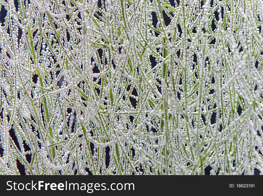 Fennel leaves covered by bubbles. Fennel leaves covered by bubbles
