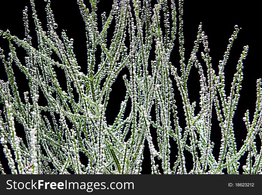 Fresh fennel leaves covered by bubbles. Fresh fennel leaves covered by bubbles