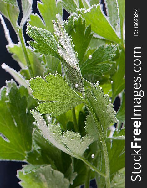 Fresh parsley leaves in bubbles on black background. Fresh parsley leaves in bubbles on black background