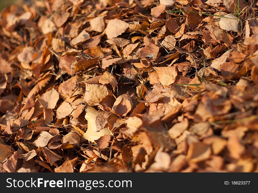 Ginger autumn birch leaves background. Ginger autumn birch leaves background