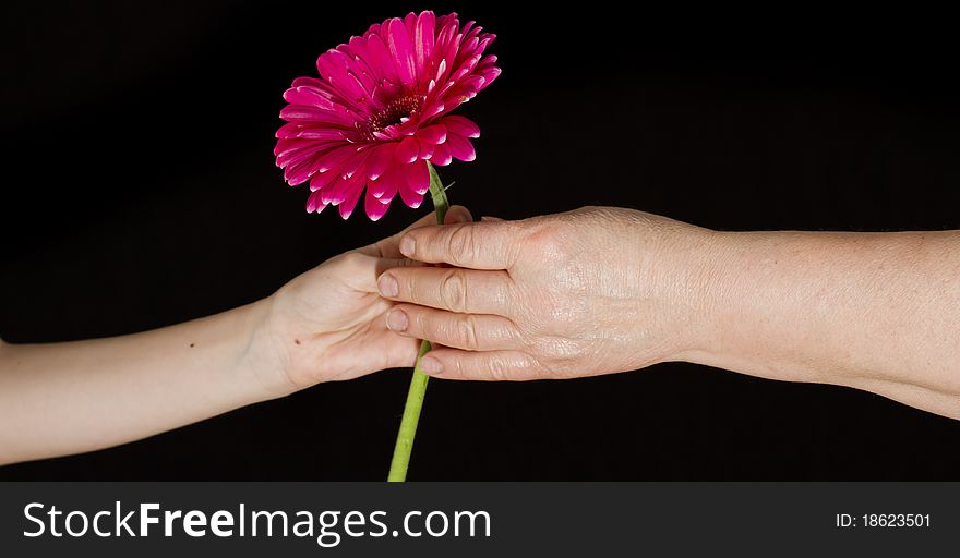 Little girl gives a flower to grandmother. Little girl gives a flower to grandmother