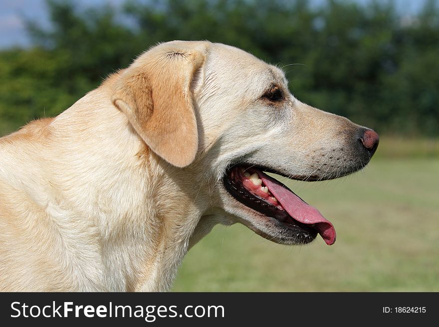 Portrait of an adult female labrador done in a professional breeding in Italy