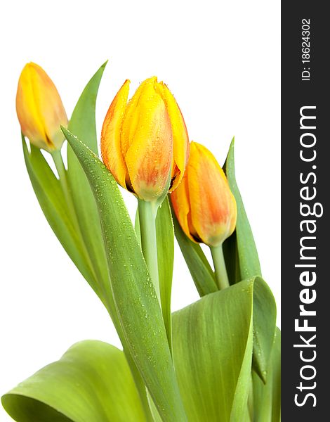 3 Yellow tulips isolated on white background