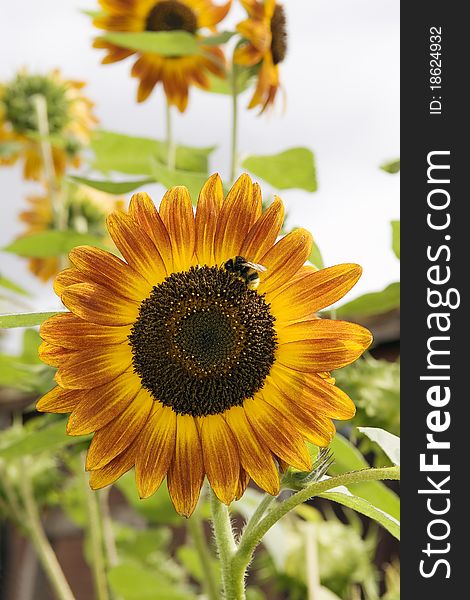 Bee gathers nectar on the sunflower. Bee gathers nectar on the sunflower